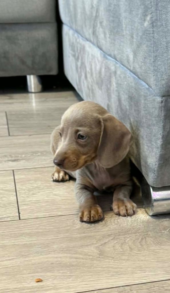 Miniature dachshund puppies!!