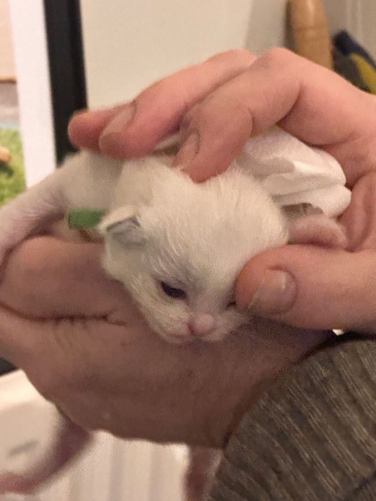 TICA Champion Ragdoll Kittens - brought up in family and used to dogs