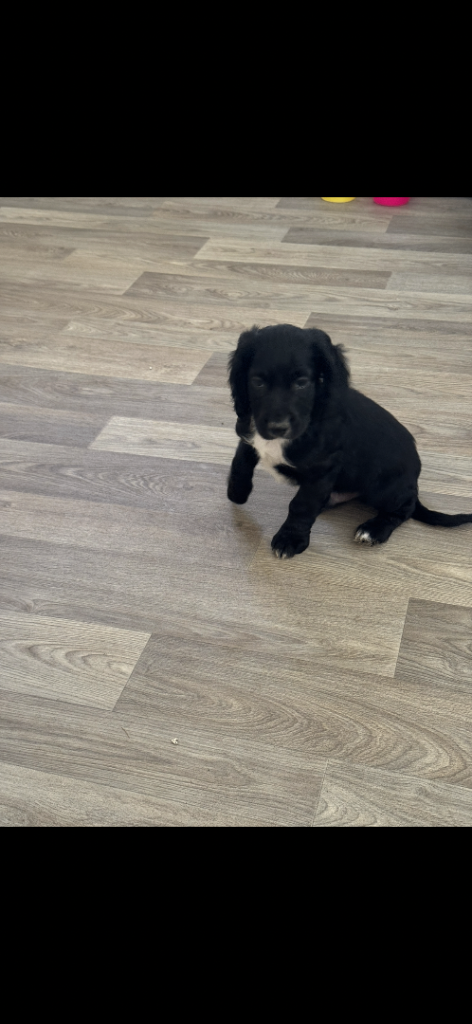 Two cocker spaniel boy puppies