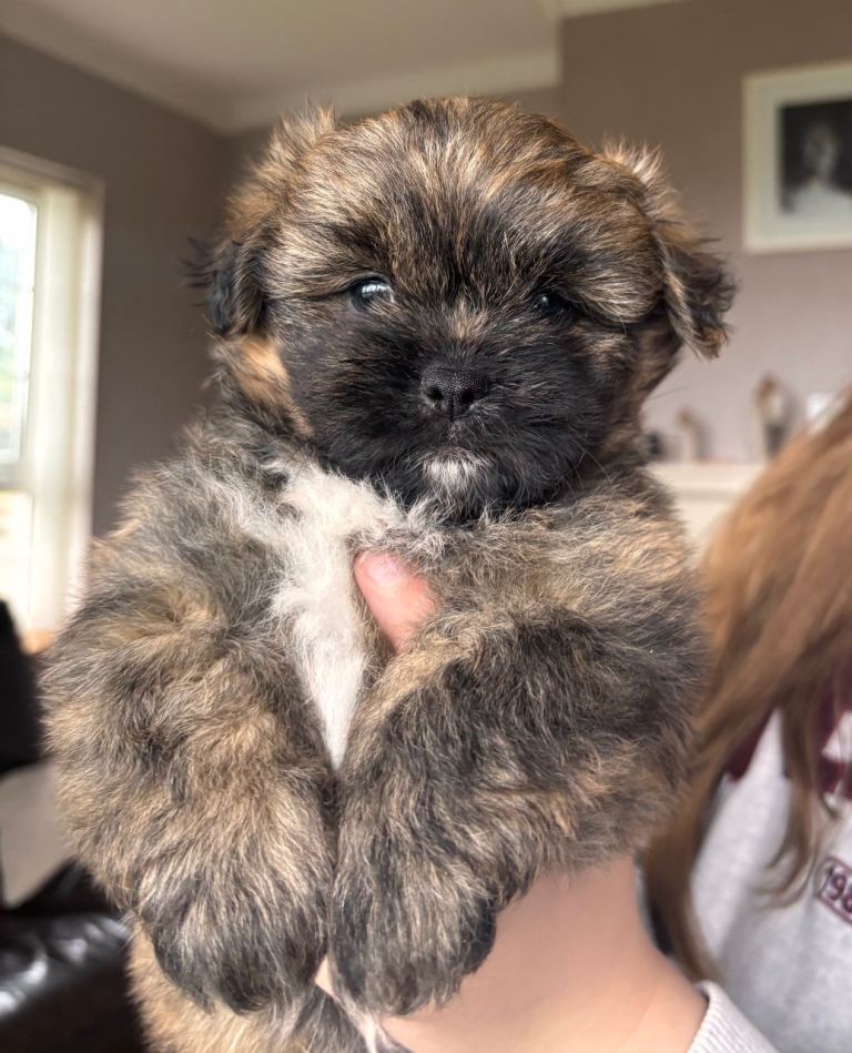 Pomeranian x shih-tzu puppies/pups