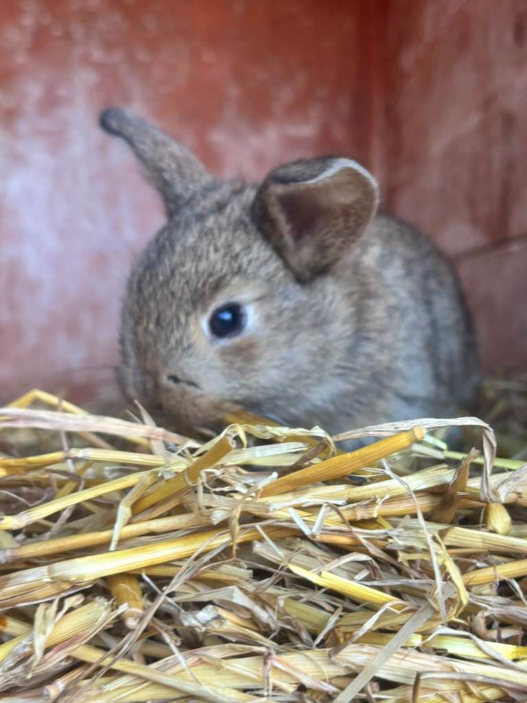 Baby rabbits