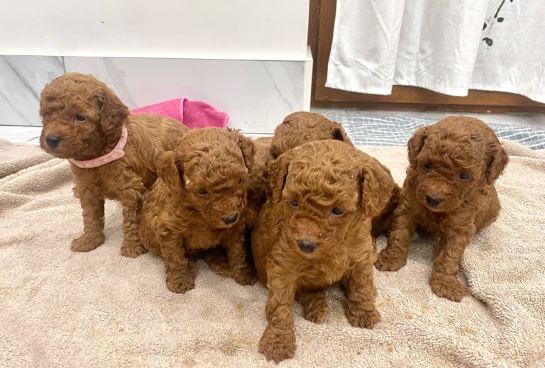 Red Toy Poodle Puppies 4 GIRLS LEFT