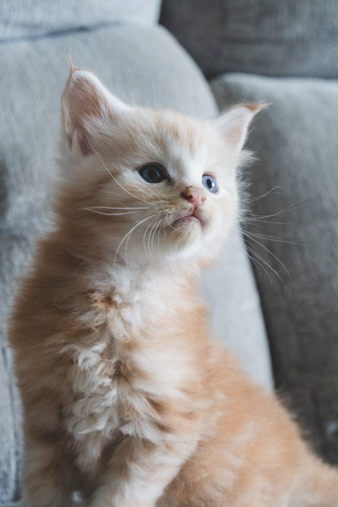 TICA pedigree registered male Maine coon kittens