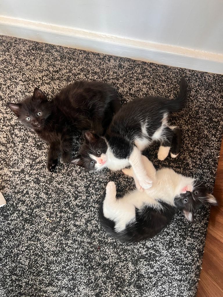 ***3 KITTENS FOR SALE***