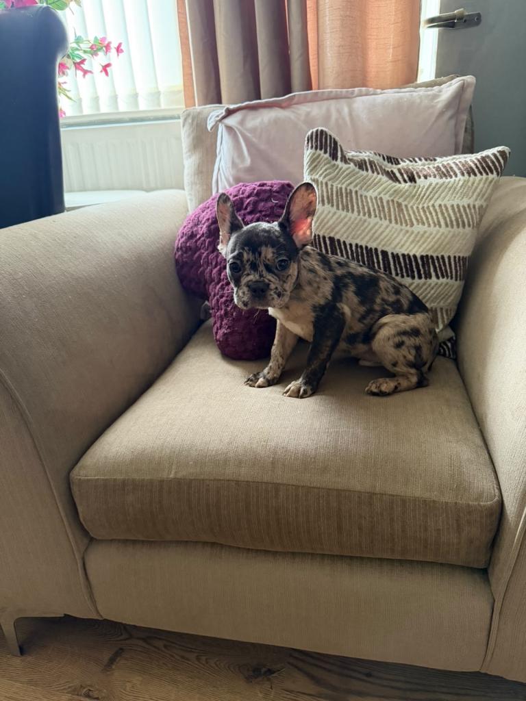 French Bulldog Puppies - 3 Boys Left