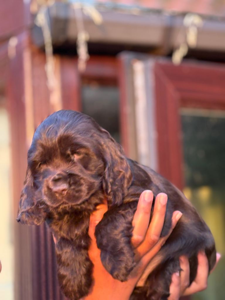 Kc registered cocker spaniel boy puppy last one left microchipped 