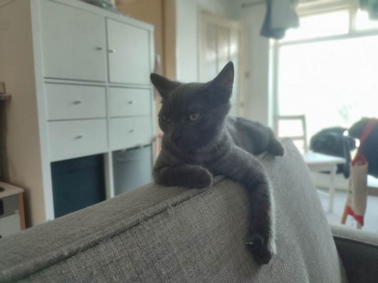 mixed breed kitten