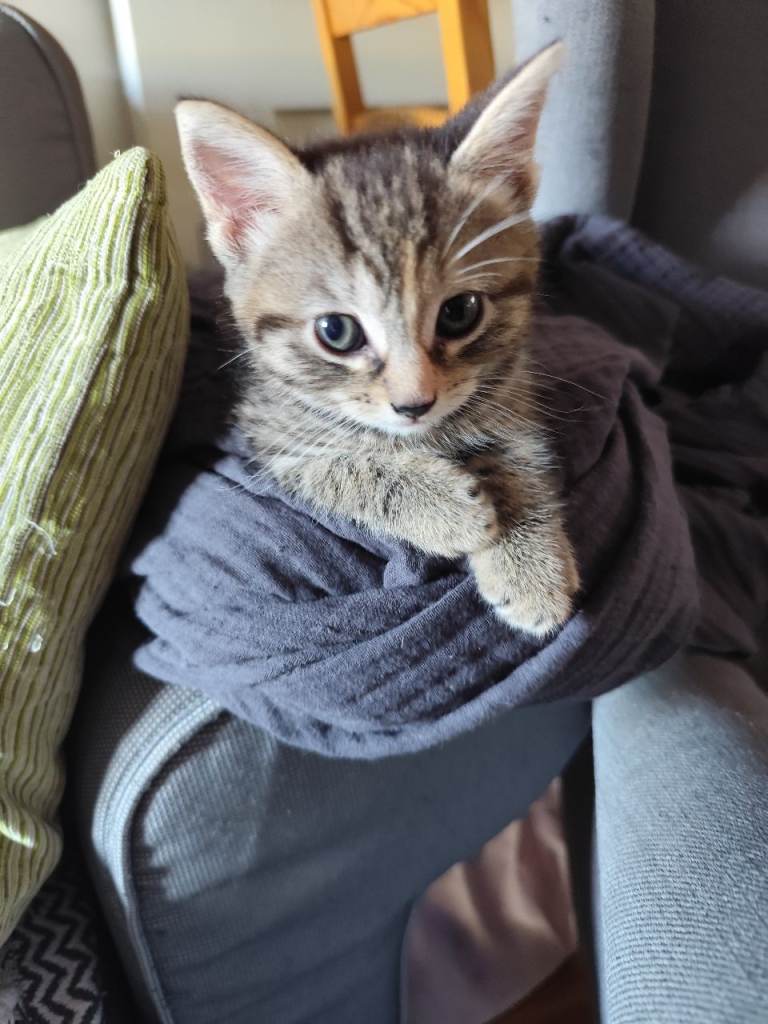 Girl kitten for sale 