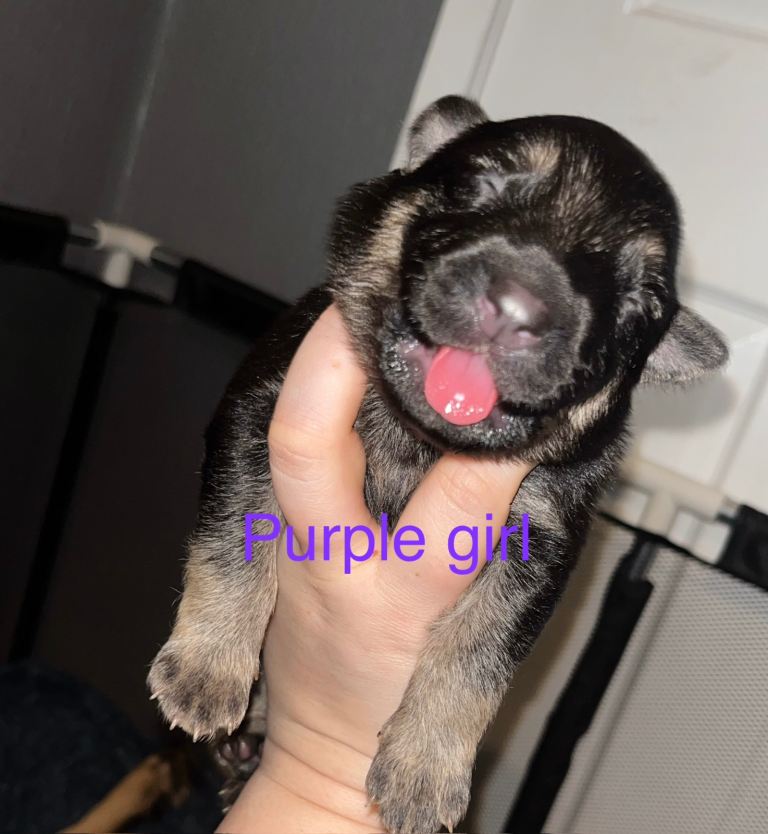 11 beautiful German shepherd for sale 