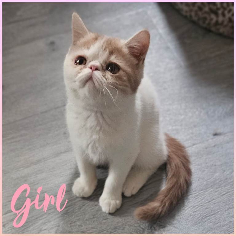Ready to leave now 2 GCCF exotic Persian kittens 