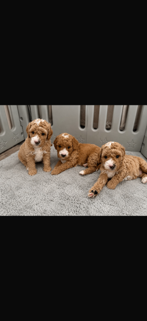 Cavapoo puppies