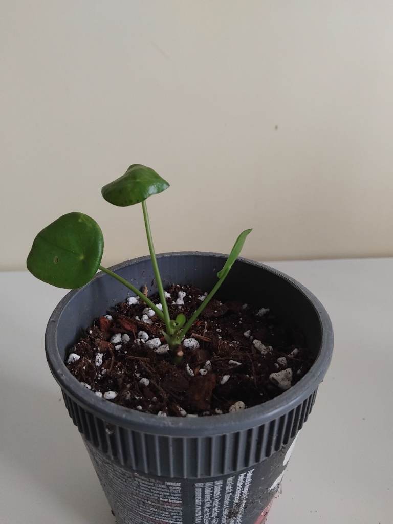Small Pilea Plant.