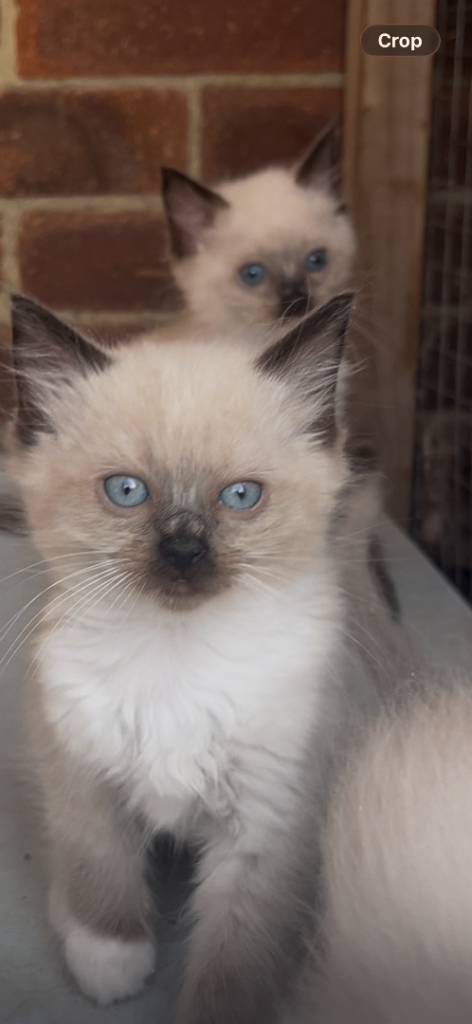Stunning pure bred ragdoll kittens ready now!