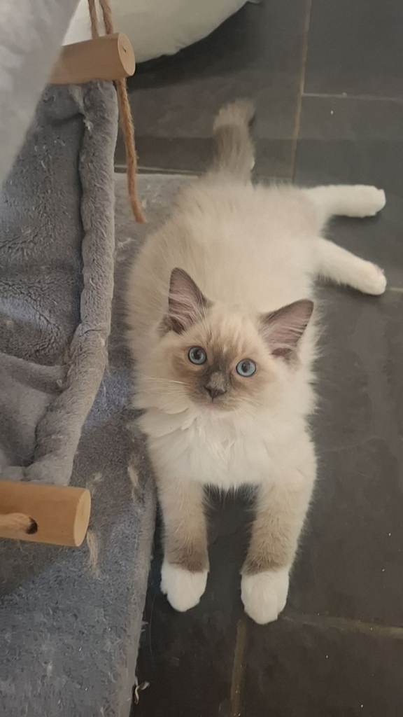Ragdoll kittens available now!!