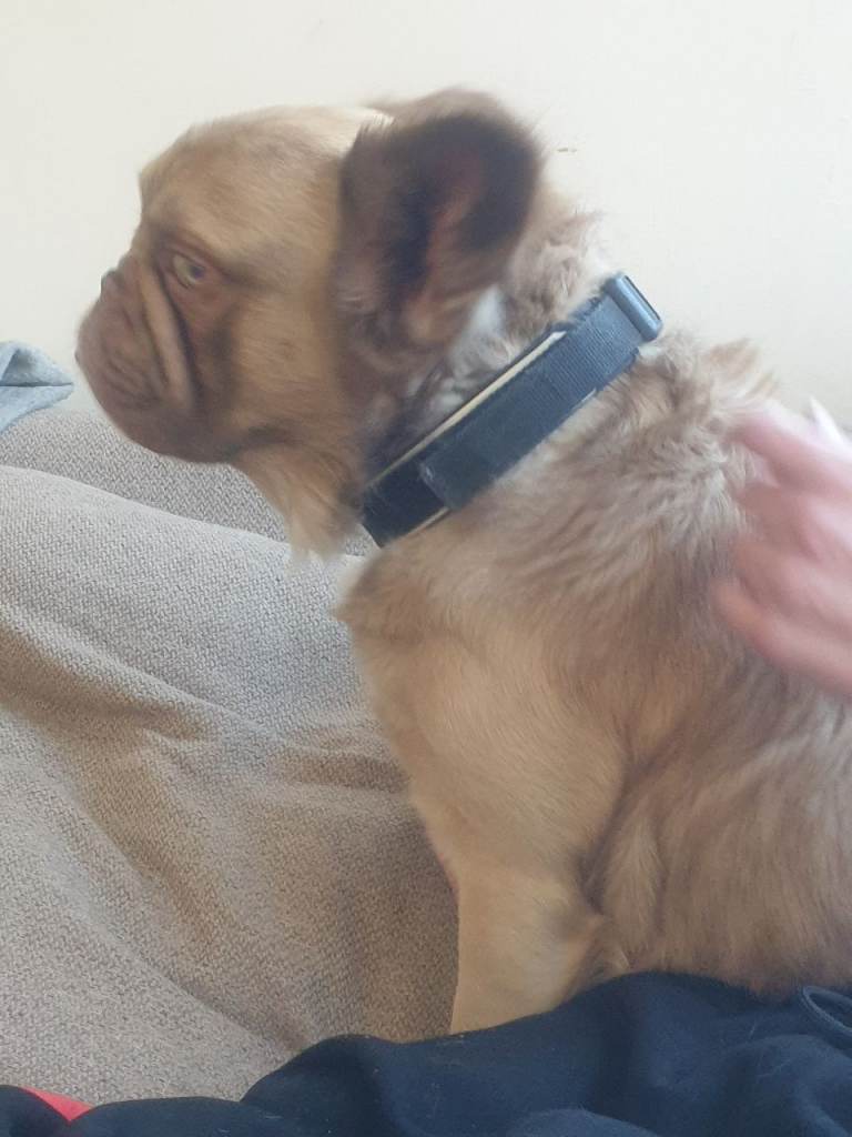 Rare fluffy frenchie 