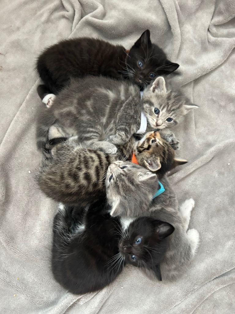 Beautiful kittens for sale Chesterfield 