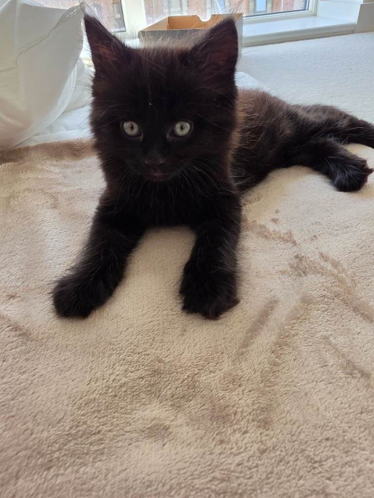 Main coon mix Bengal 