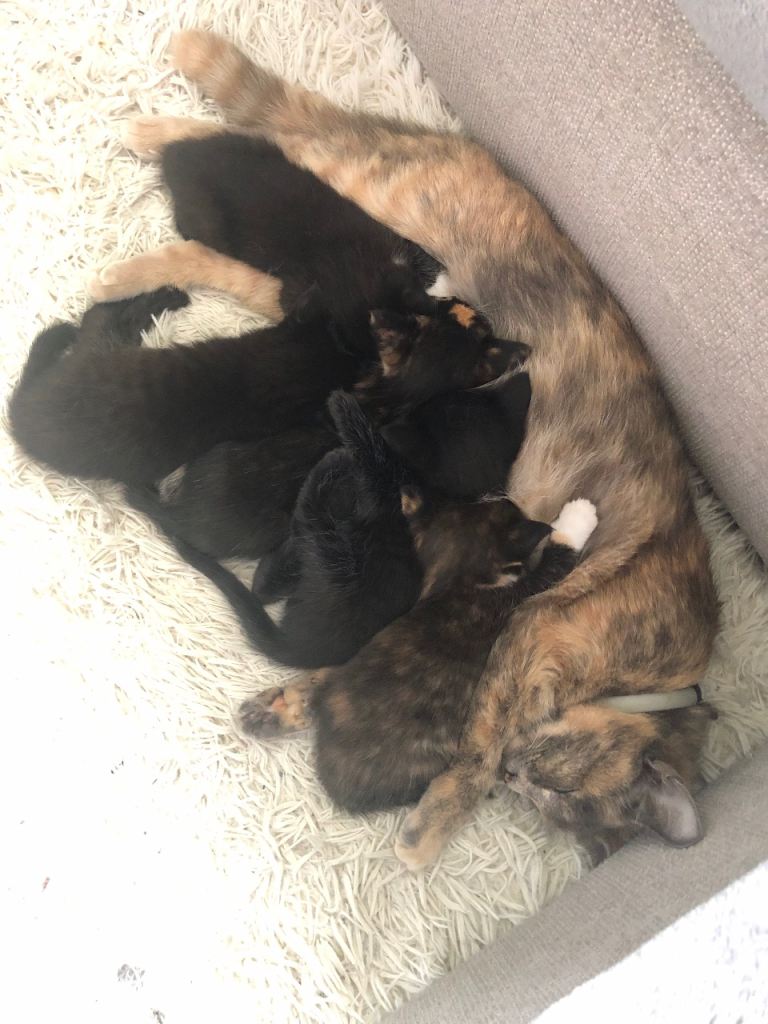 5 beautiful long and short haired kittens, 3 girls and 2 boys 