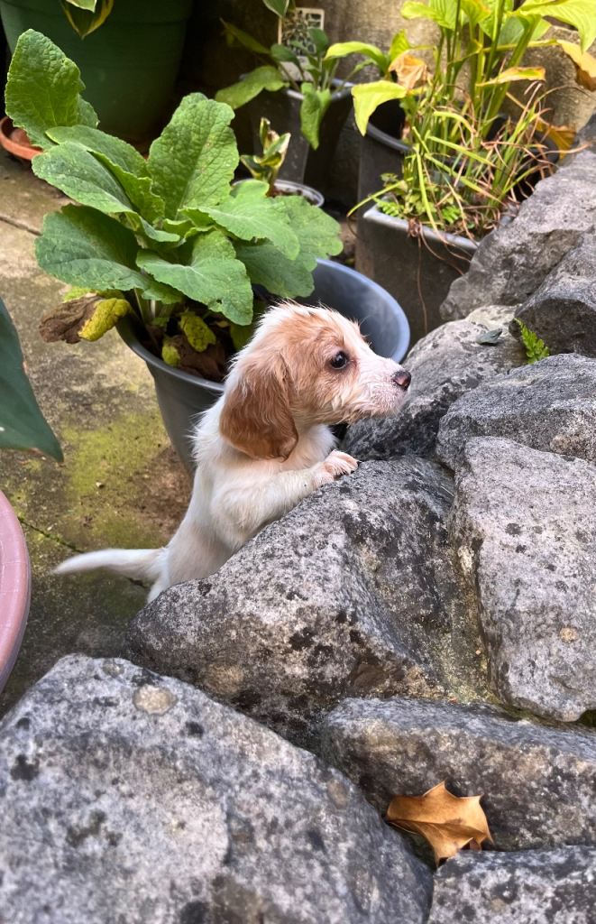 Cocker Spaniel Puppies for Sale