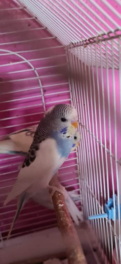 loads of colourful budgies available ,semi tamed.