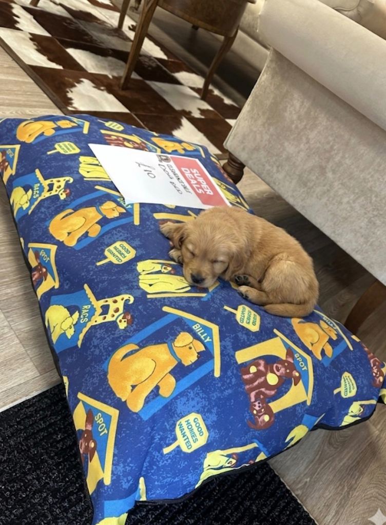 Dog bed new 