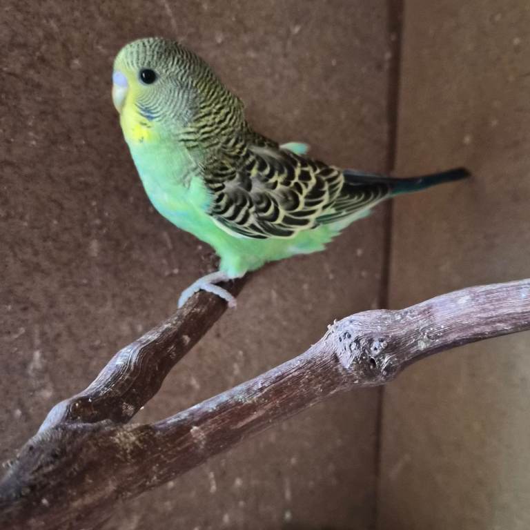 Baby budgies, 
