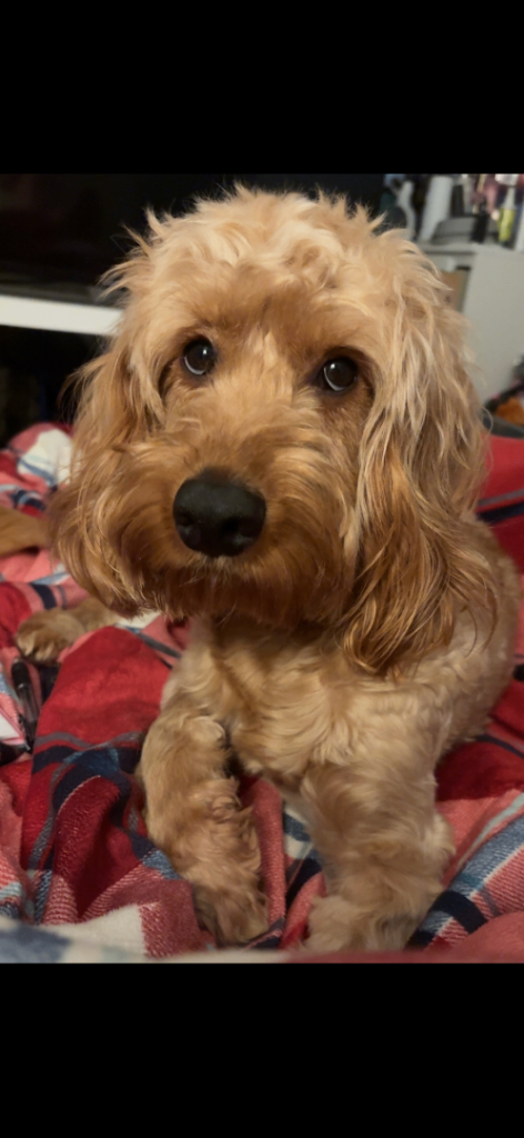 2 year old Cockapoo - Chino