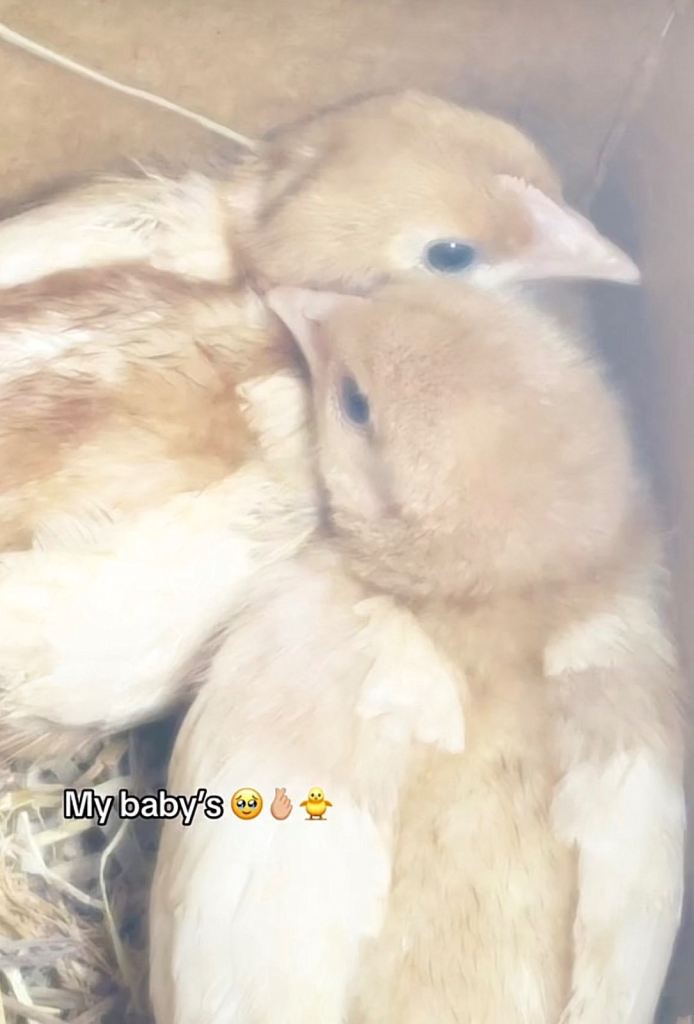 2 Baby chicks 