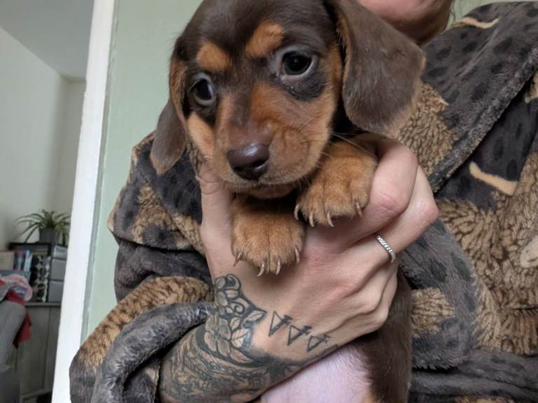 Dachshund puppys. 