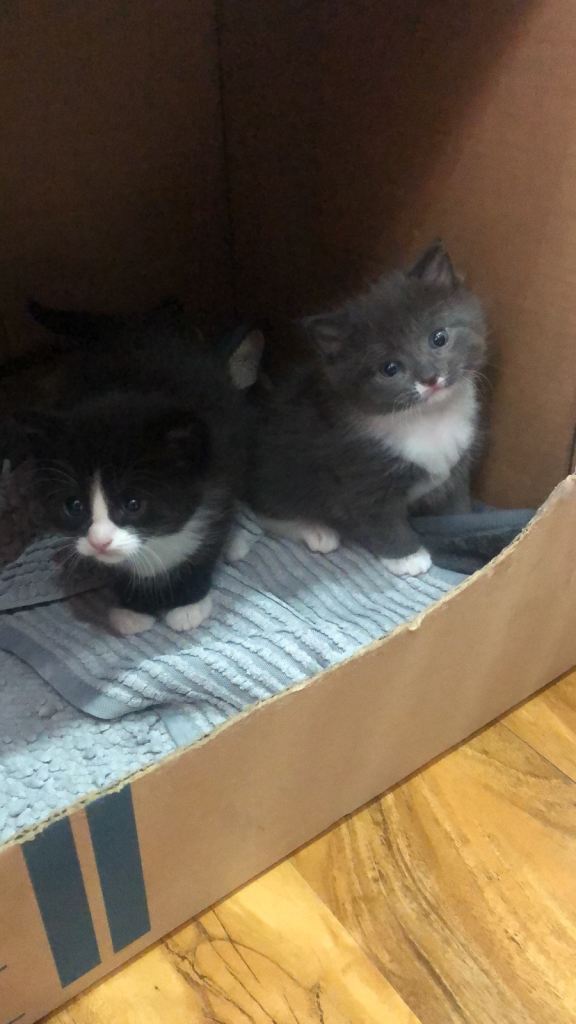 Fluffy Kittens Available! Very friendly and playful 