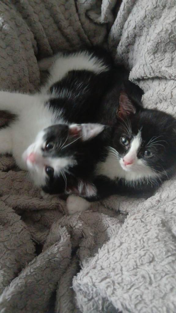 Black and white and all black kittens 