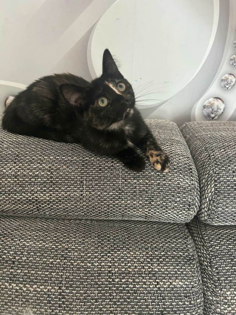 kitten ready for a new home