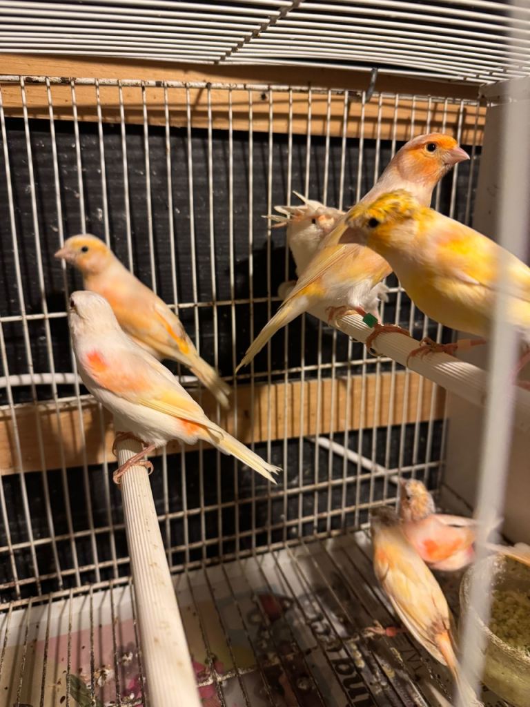 Canary for sale