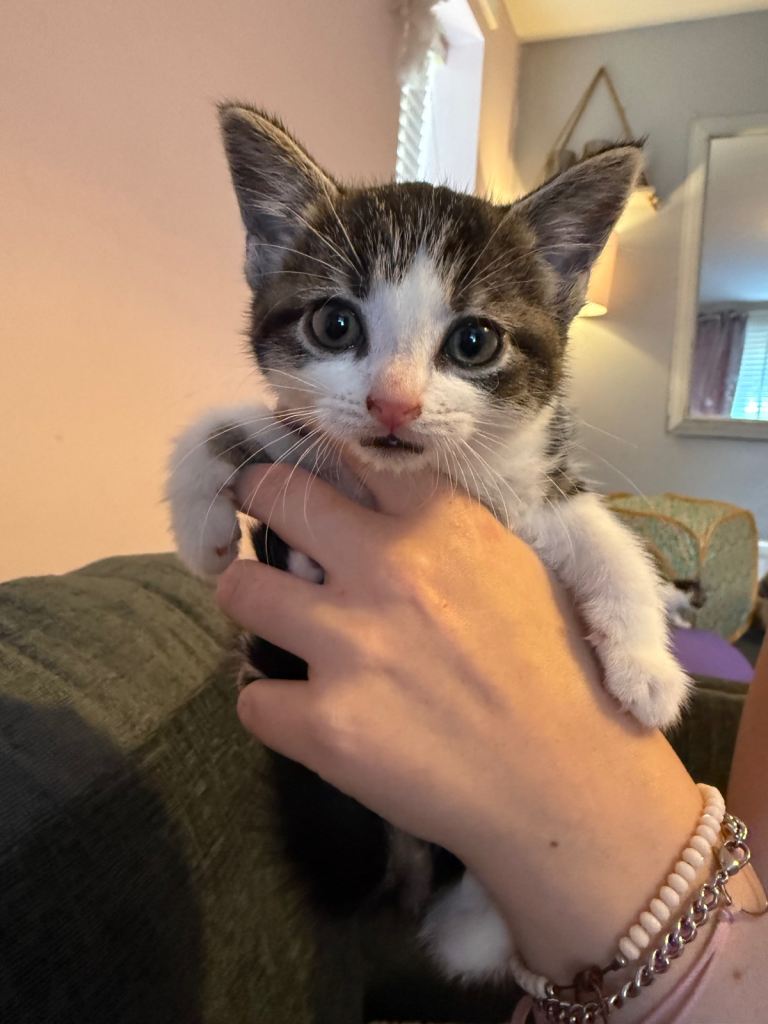 Kittens 