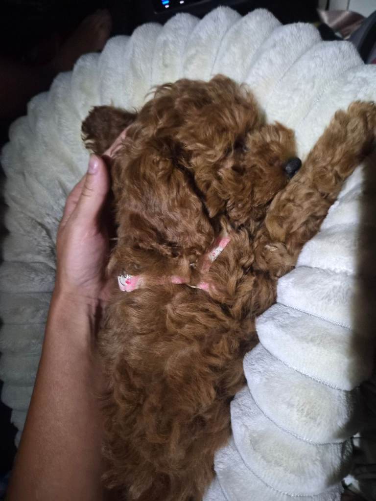 Toy poodle