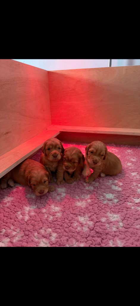 Gorgeous Golden Cocker Spaniels looking for their forever homes