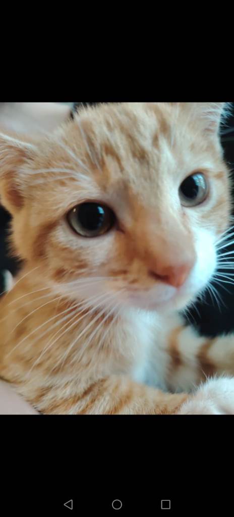 Lovely 3 month old ginger female kitten
