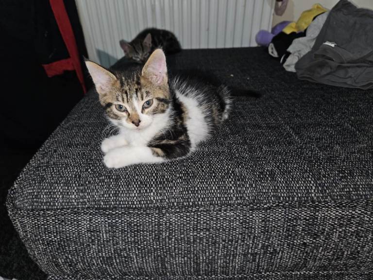 Last two boys available tabby cross bengal 
