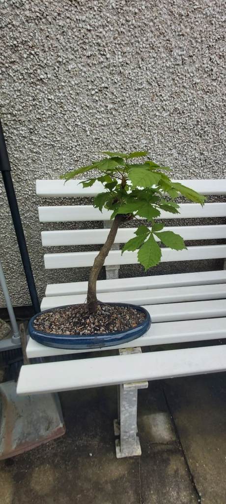 Semi bonsai, horse chestnut tree in oval bonsai pot