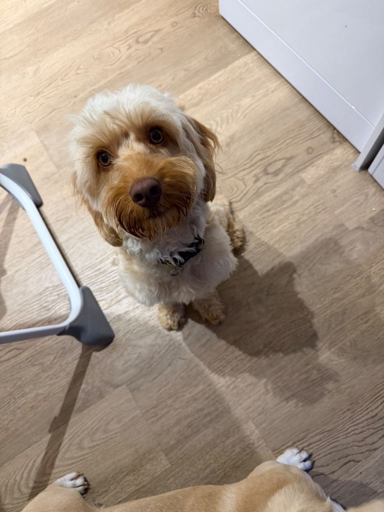 Cockapoo 