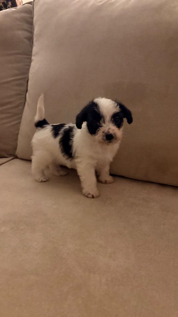 Beautiful Jackapoo puppy 1 GIRL LEFT
