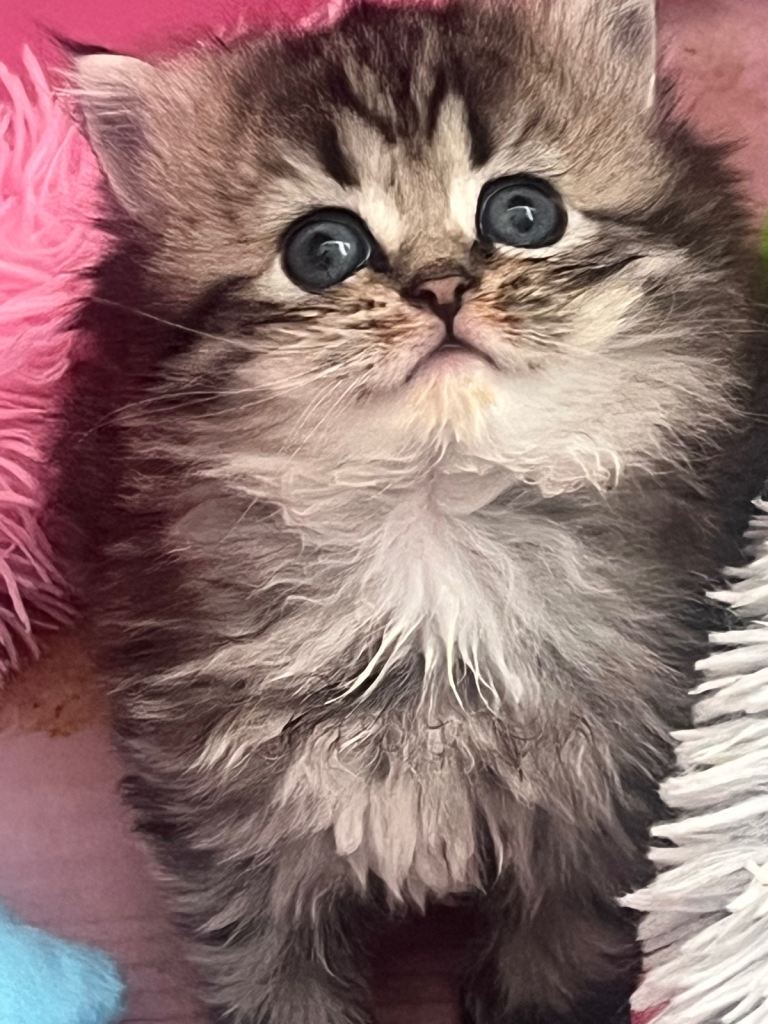 Persian boy