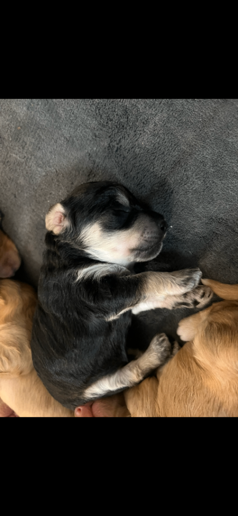 Stunning miniature F1B cockapoos!