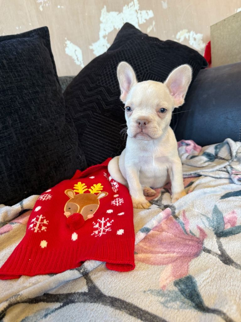 French bulldog puppies 