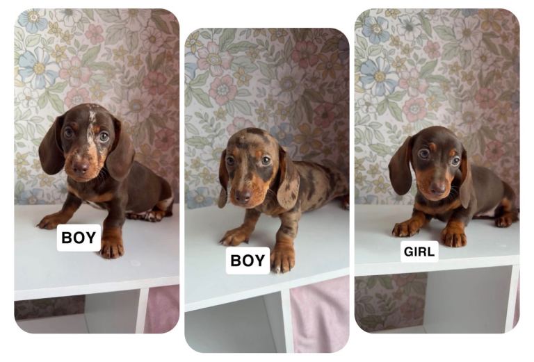 Miniature dachshunds Liverpool 