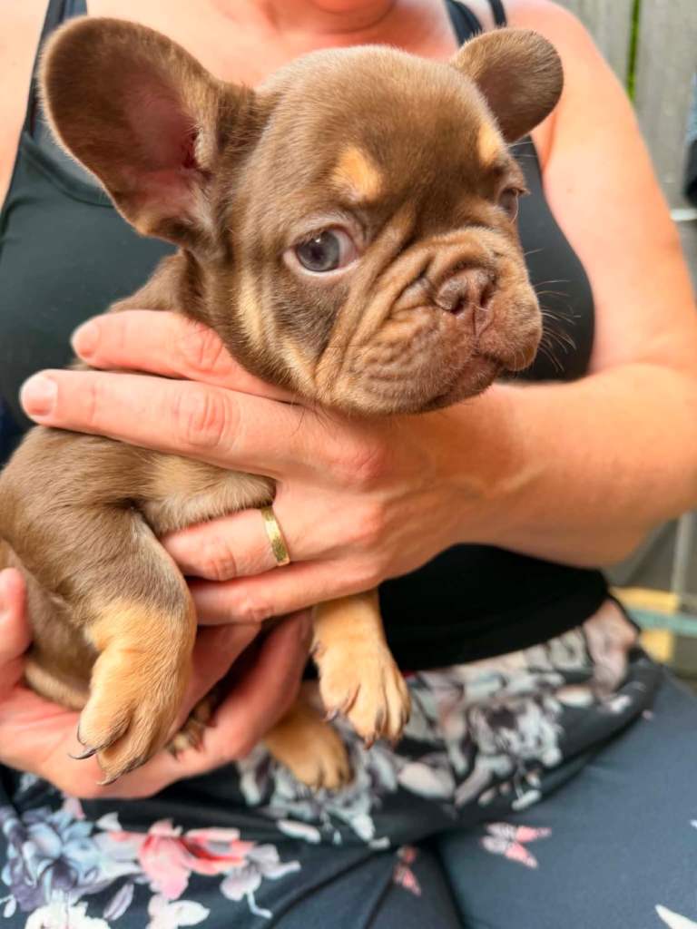 Frenchie girl