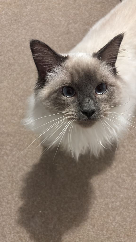 8 month old ragdoll