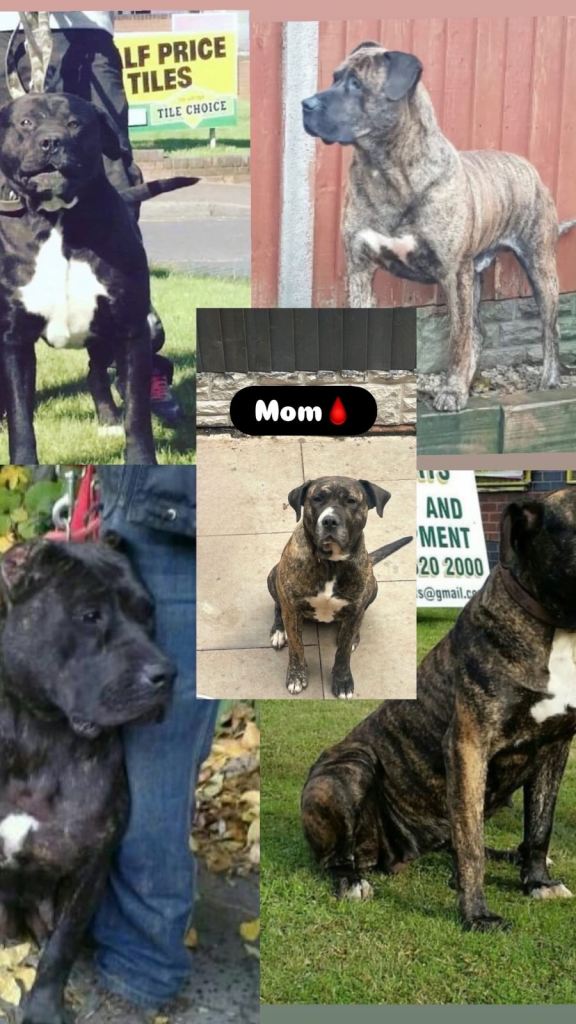 Outstanding Presa Canario puppies