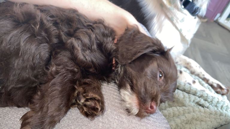 Last one ready now!  Beautiful Chocolate Cockapoo Puppies