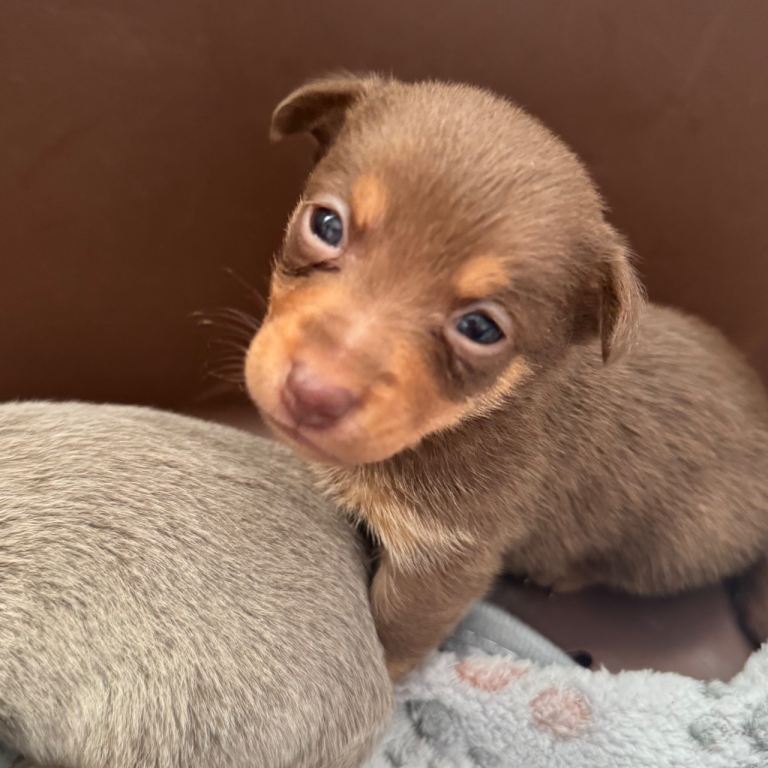 Stunning miniature Jack Russell puppies 